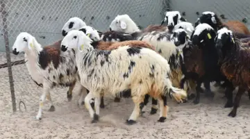 «الزراعة» تُقر إرشادات لحماية الإنتاج والثروة الحيوانية بعد التقلّبات الجوية